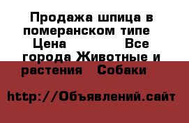 Продажа шпица в померанском типе › Цена ­ 20 000 - Все города Животные и растения » Собаки   